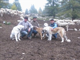 Con i pastori della Valle Maira CUNEO
